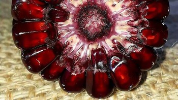 Sekilas seperti buah delima, padahal ini adalah jagung merah dari Georgia, Amerika Serikat. Warna merah gelap dan bentuk bijinya membuat penampilannya sangat tidak biasa. Foto: via Boredpanda