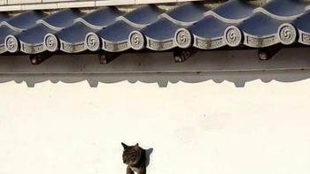 Kucing ini terlihat seperti menembus tembok! Padahal kepala dan kedua kaki depannya muncul dari sebuah lubang di dinding putih. Sudut pengambilan gambar membuatnya tampak seperti karakter game yang mengalami glitch. Foto: via Boredpanda