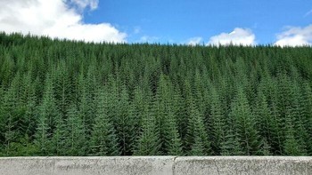 Hutan ini terlihat seperti hasil copy-paste! Ribuan pohon tumbuh begitu rapat dengan ketinggian yang hampir seragam, membuat pemandangannya menyerupai tekstur berulang dalam video game. Foto: via Boredpanda