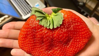 Stroberi raksasa atau buah yang mengalami error? Bentuknya melebar tidak beraturan hingga hampir memenuhi telapak tangan. Penampilannya jauh berbeda dari stroberi yang biasa kita lihat. Foto: via Boredpanda