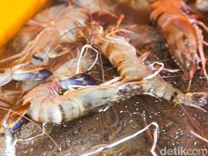 Mengenal Inovasi AMA, Cara Petambak Bulungan Panen Udang Bebas Kimia