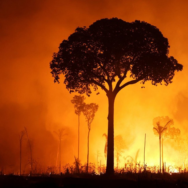 Hutan Amazon Terbakar Saat Musim Kemarau, Diduga Ada Kesengajaan