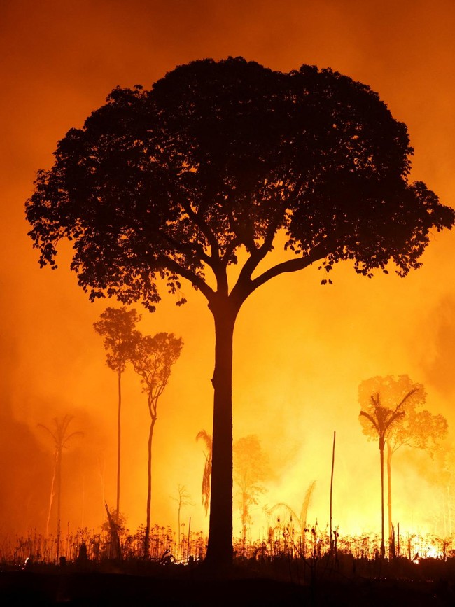 Hutan Amazon Terbakar Saat Musim Kemarau, Diduga Ada Kesengajaan