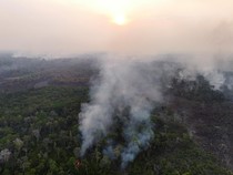 Riset: Karhutla-Deforestasi oleh Manusia, Hutan Amazon Jadi Penyumbang CO2