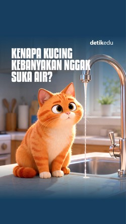 Video: Kenapa Kucing Kebanyakan Nggak Suka Air?