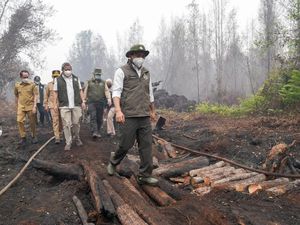 Video: Menhut Identifikasi 4 Titik Utama Pemadaman Karhutla di Tanjung Puting