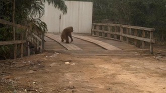 Habitat Terbakar, Seekor Orang Utan di Kalteng Muncul ke Jalan untuk Cari Makan