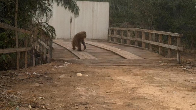 Habitat Terbakar, Seekor Orang Utan di Kalteng Muncul ke Jalan untuk Cari Makan