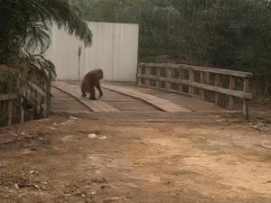Habitat Terbakar, Seekor Orang Utan di Kalteng Muncul ke Jalan untuk Cari Makan