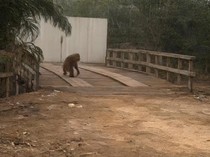 Rumahnya Terbakar, Orang Utan Keluar ke Jalan Raya demi Cari Makan