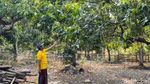 Panen Mangga Alpukat di Pasuruan, Petani Kantongi Omzet Rp 5 Juta Sehari Panen Mangga Alpukat di Pasuruan, Petani Kantongi Omzet Rp 5 Juta Sehari
