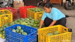 Panen Mangga Alpukat di Pasuruan, Petani Kantongi Omzet Rp 5 Juta Sehari Panen Mangga Alpukat di Pasuruan, Petani Kantongi Omzet Rp 5 Juta Sehari