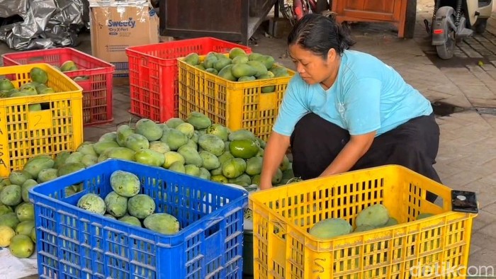 Petani mangga Pasuruan Petani mangga Pasuruan