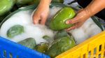 Panen Mangga Alpukat di Pasuruan, Petani Kantongi Omzet Rp 5 Juta Sehari Panen Mangga Alpukat di Pasuruan, Petani Kantongi Omzet Rp 5 Juta Sehari