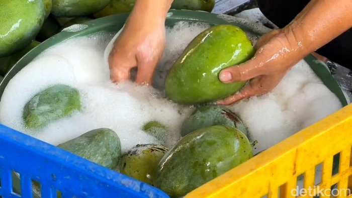 Petani mangga Pasuruan Petani mangga Pasuruan