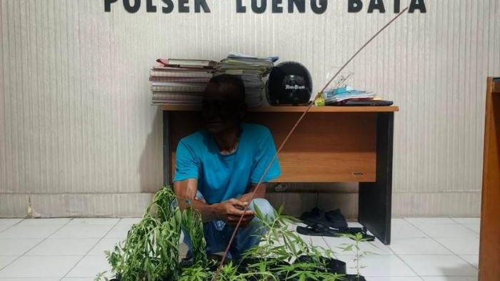 Pria di Aceh diamankan usai kepergok tanam ganja di pekarangan rumah. (Foto: Polresta Banda Aceh)