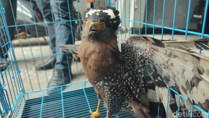 Warga Ciamis menyerahkan satwa dilindungi Elang Ular Bido ke BKSDA Wilayah III Jabar usai diselamatkan