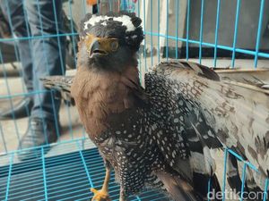 Cerita Warga Ciamis Selamatkan Satwa Dilindungi Elang Ular Bido