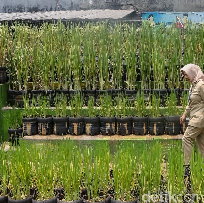 Warga Pasar Minggu Manfaatkan Galon Bekas untuk Tanam Padi