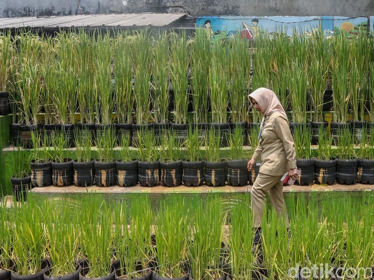 Warga Pasar Minggu Manfaatkan Galon Bekas untuk Tanam Padi