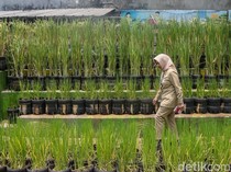 Warga Pasar Minggu Manfaatkan Galon Bekas untuk Tanam Padi