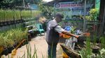Warga Pasar Minggu Manfaatkan Galon Bekas untuk Tanam Padi
