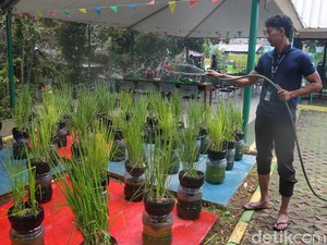 Video detikfinance Check: Bertani di Galon Bekas, Solusi Hijau ala RPTRA Belimbing!