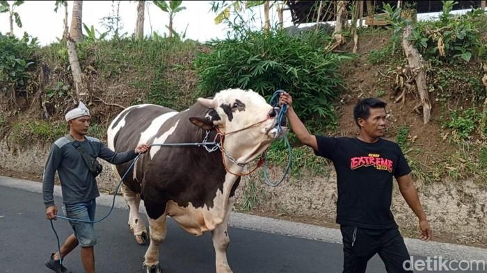 Wujud Robin Hood, sapi raksasa asal Tanjungkerta, Sumedang.