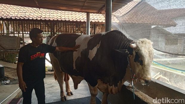 Wujud Robin Hood, sapi raksasa asal Tanjungkerta, Sumedang.