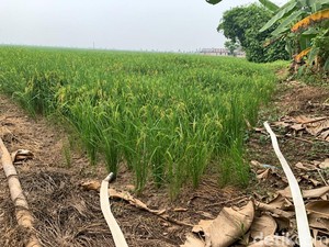 Atasi Kekeringan Sawah di Hulu Sungai Tengah, BWS Salurkan Pompa Air Portabel