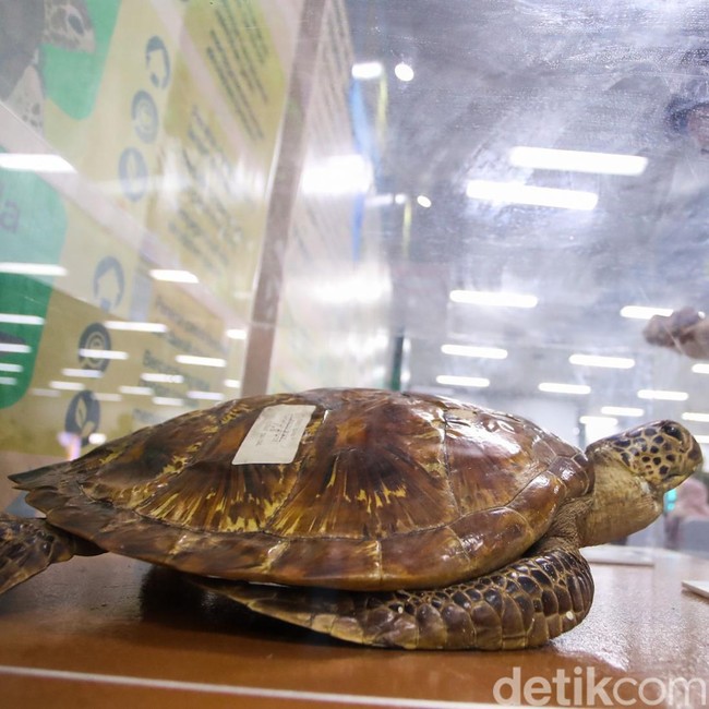 Dari Kayu hingga Flora Fauna, Pameran Hutan Hadir di Bundaran HI