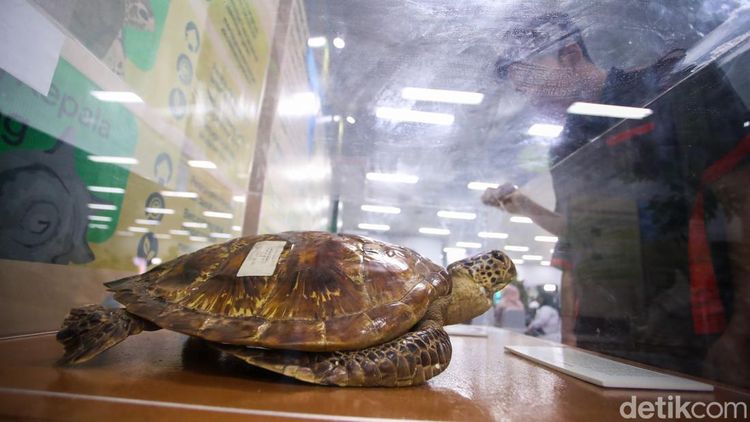 Dari Kayu hingga Flora Fauna, Pameran Hutan Hadir di Bundaran HI