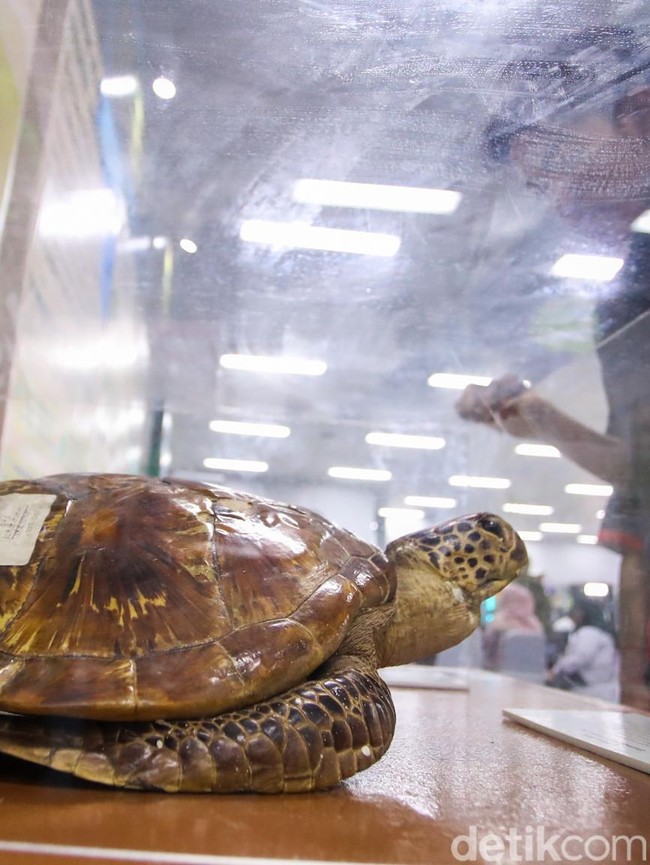 Dari Kayu hingga Flora Fauna, Pameran Hutan Hadir di Bundaran HI