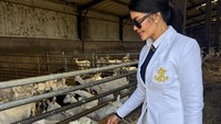 Zonk! Farah Quinn ke Irlandia Untuk Keju Buat Suami Malah Cuma Ketemu Kambing