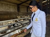 Zonk! Farah Quinn ke Irlandia Untuk Keju Buat Suami Malah Cuma Ketemu Kambing