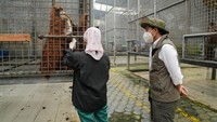 Menhut Tahu Orang Utan Tak Bisa Minta Tolong Saat Kebakaran Kepung Habitat