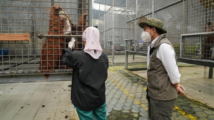 Menhut Raja Juli Antoni meninjau Pusat Rehabilitasi Orang Utan Nyaru Menteng.