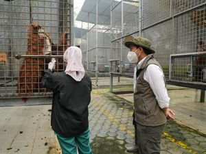 Menhut Tahu Orang Utan Tak Bisa Minta Tolong Saat Kebakaran Kepung Habitat