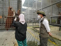 Orang Utan Jadi Korban, Kemenhut Siagakan Oksigen hingga Anestesi