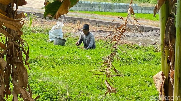 Potret Kampung Semanggi Surabaya