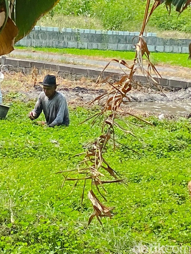 Potret Kampung Semanggi Surabaya