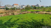 Hamparan lahan hijau budidaya tanaman semanggi tumbuh subur di kawasan Kampung Semanggi Surabaya. Kebun semanggi di tengah permukiman warga ini menjadi pemasok baku utama kuliner khas Pecel Semanggi.