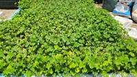 Tanaman daun semanggi tumbuh subur dalam instalasi sistem akuaponik di kawasan Kampung Semanggi Surabaya. Penerapan metode penanaman akuaponik ini menjadi langkah inovasi budidaya modern untuk menjaga keberlanjutan pasokan bahan baku semanggi di tengah keterbatasan lahan perkotaan sekaligus mendukung pengembangan proyeksi edutourism di Kampung Semanggi.