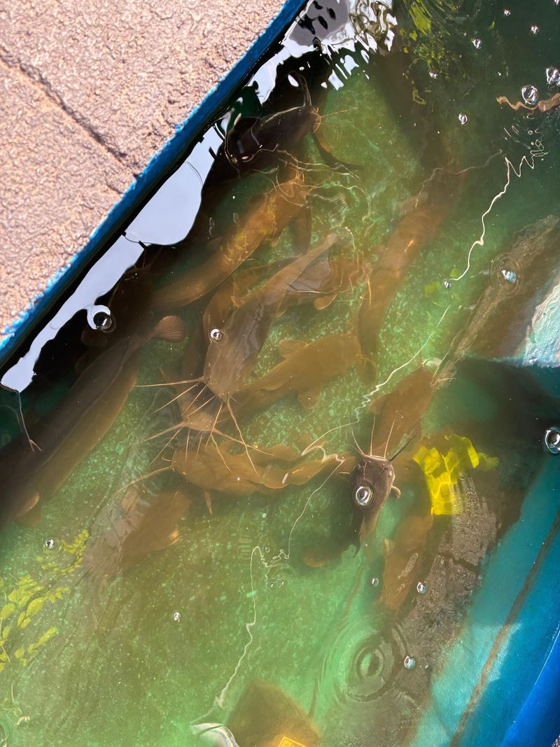 RT 11 Kolam ikan untuk ketahanan pangan warga RT 11, total ada delapan kolam.
