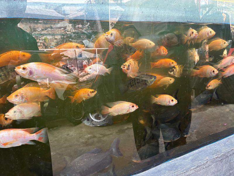 RT 11 Kolam ikan untuk ketahanan pangan warga RT 11, total ada delapan kolam.