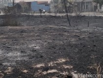 Cara Memulihkan Hutan dan Lahan Gambut Rusak Usai Kebakaran
