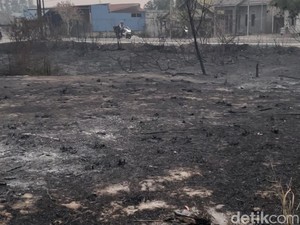 Cara Memulihkan Hutan dan Lahan Gambut Rusak Usai Kebakaran