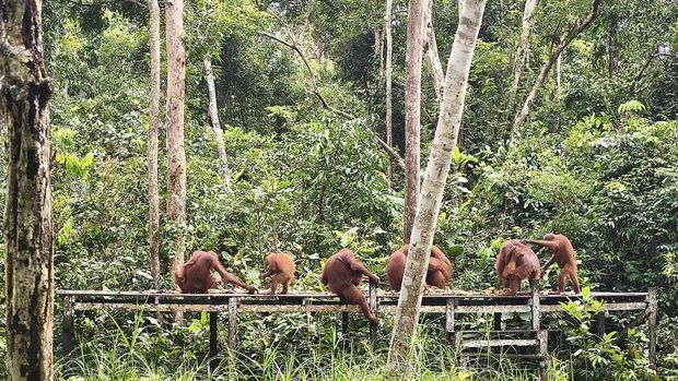 Taman Nasional Tanjung Puting. (Istimewa/Laman Kementerian Kehutanan) Taman Nasional Tanjung Puting. (Istimewa/Laman Kementerian Kehutanan)