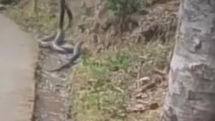 4 ular kobra besar kawin di jalan menuju Curug Bangkong