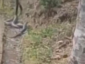 Heboh 4 Kobra Jumbo Kawin di Curug Bangkong Kuningan